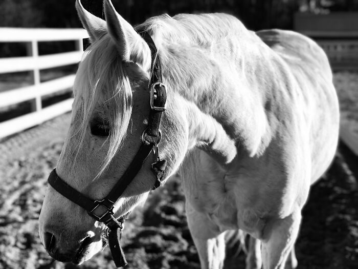 Beauty In Black And White