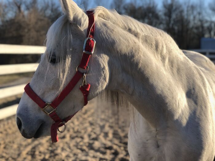 Shimmering In Sunlight