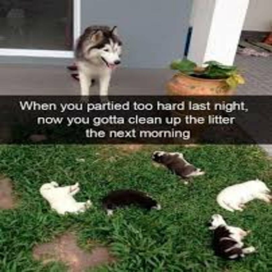 Funny And Wholesome Pet Memes