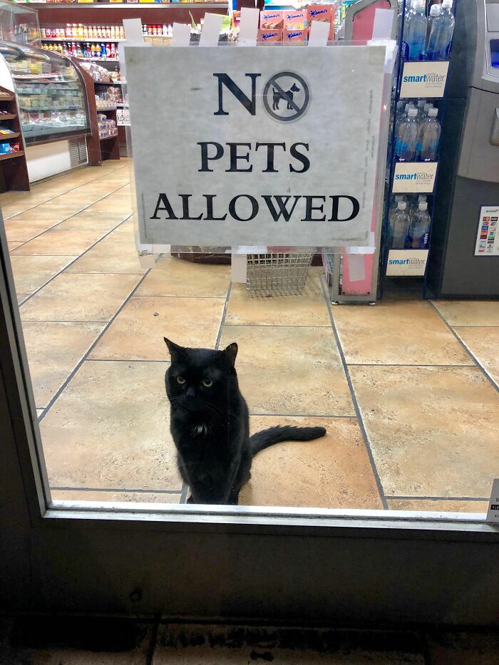 Perhaps It Was Feral