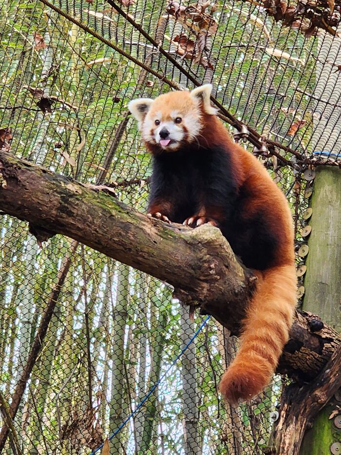 I Wanted To Share The Cutest Red Panda Blep With The World! (Knoxville Zoo)