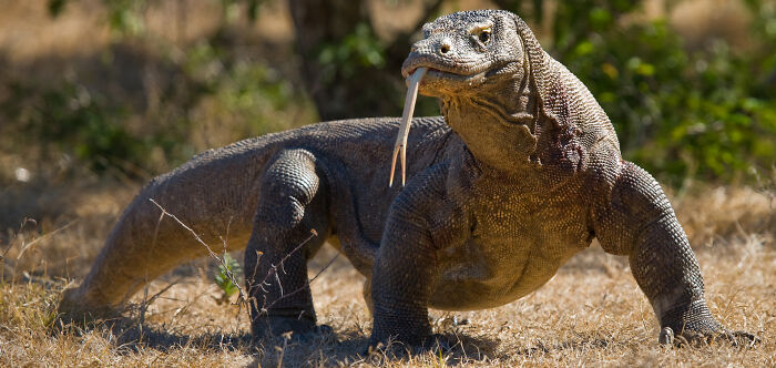 The Highly Endangered Komodo Dragon. What An Absolute G