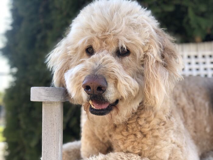 Not The Sharpest Tool In The Shed