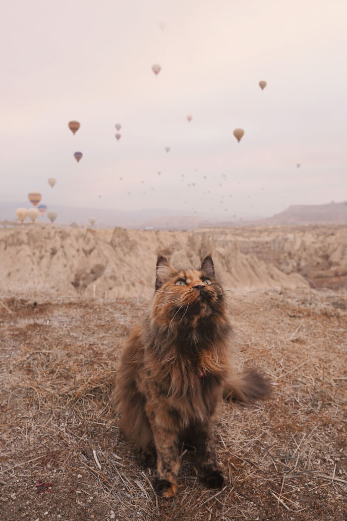 I Have Traveled To 33 Countries Together With My Maine Coon Cat, See The Highlights Of Our Journey To Turkey And Georgia I Have Traveled To 33 Countries Together With My Maine Coon Cat, See The Highlights Of Our Journey To Turkey And Georgia