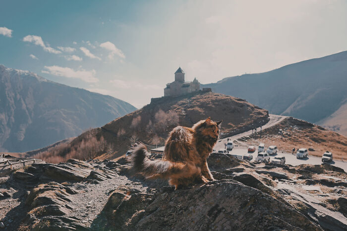 I Have Traveled To 33 Countries Together With My Maine Coon Cat, See The Highlights Of Our Journey To Turkey And Georgia I Have Traveled To 33 Countries Together With My Maine Coon Cat, See The Highlights Of Our Journey To Turkey And Georgia