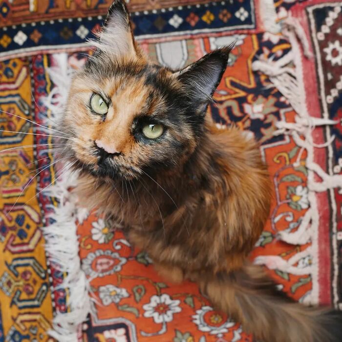 I Have Traveled To 33 Countries Together With My Maine Coon Cat, See The Highlights Of Our Journey To Turkey And Georgia I Have Traveled To 33 Countries Together With My Maine Coon Cat, See The Highlights Of Our Journey To Turkey And Georgia