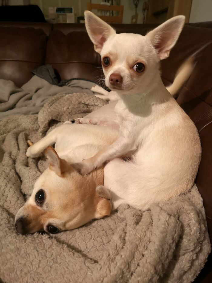 My Mum's Dogs, Lemmy The Chug And Pipppa The Chihuahua 😍