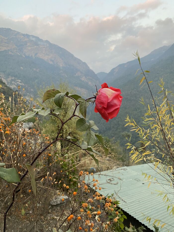 I Spent My Week Hiking The Ghorepani Poon Hill Route In Nepal With A Dog