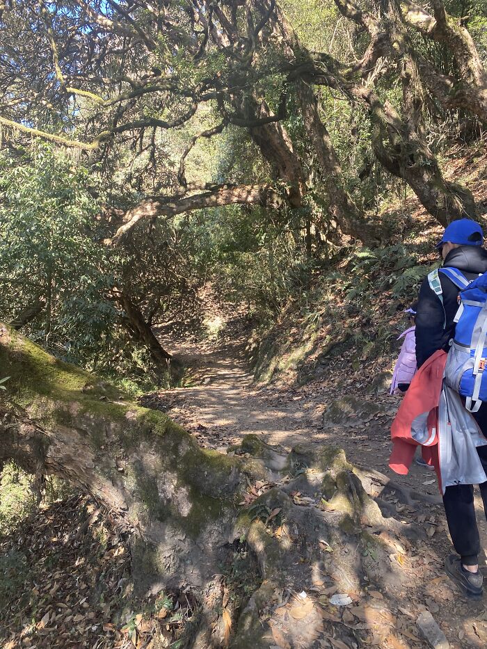 I Spent My Week Hiking The Ghorepani Poon Hill Route In Nepal With A Dog