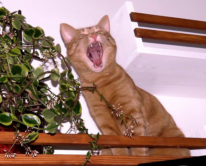 I Will Sing You The Songs Of My People