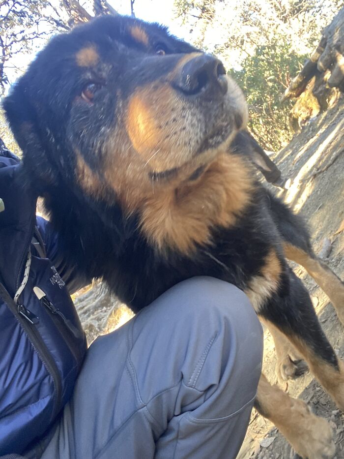 I Spent My Week Hiking The Ghorepani Poon Hill Route In Nepal With A Dog