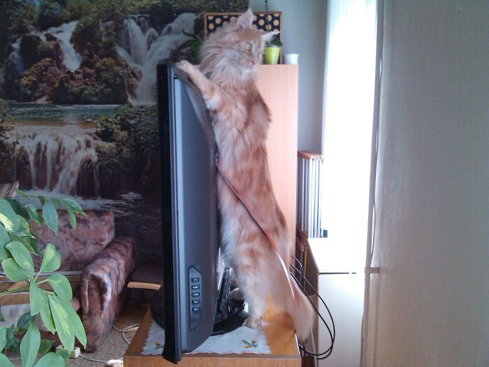 The Back Of The Plasma TV Is The Best Place For Meowing At Owner And Stretching. Guess Why The TV Has Extra Support. :d