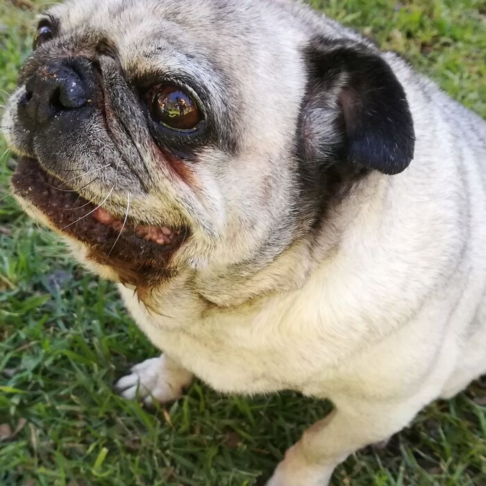 E.t, Our Sweet Pug, She Passed Away In 2020 From Old Age