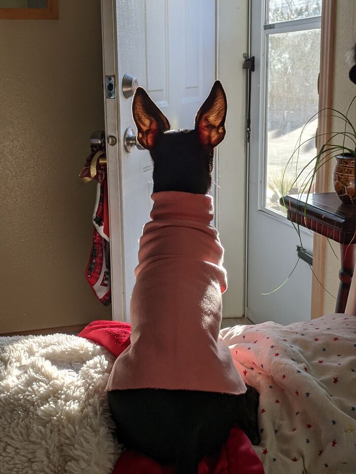 Waiting For Human Friend...treat Time!