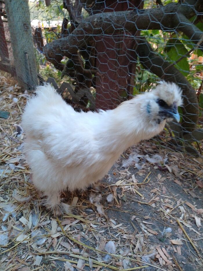 My Spoiled Silkie Hen