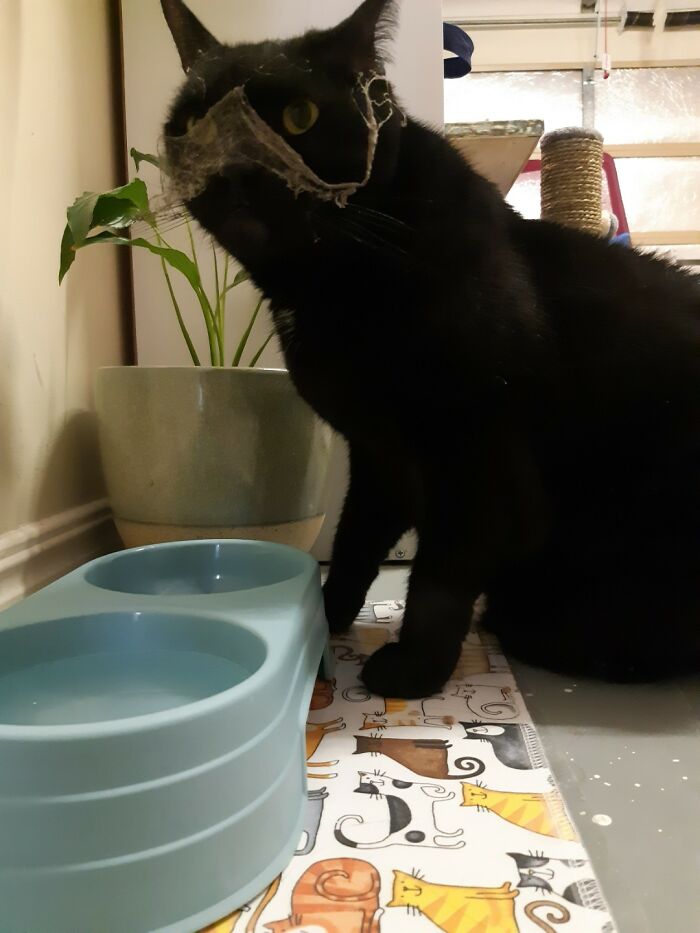 When Your Cat Gets Into The Roof