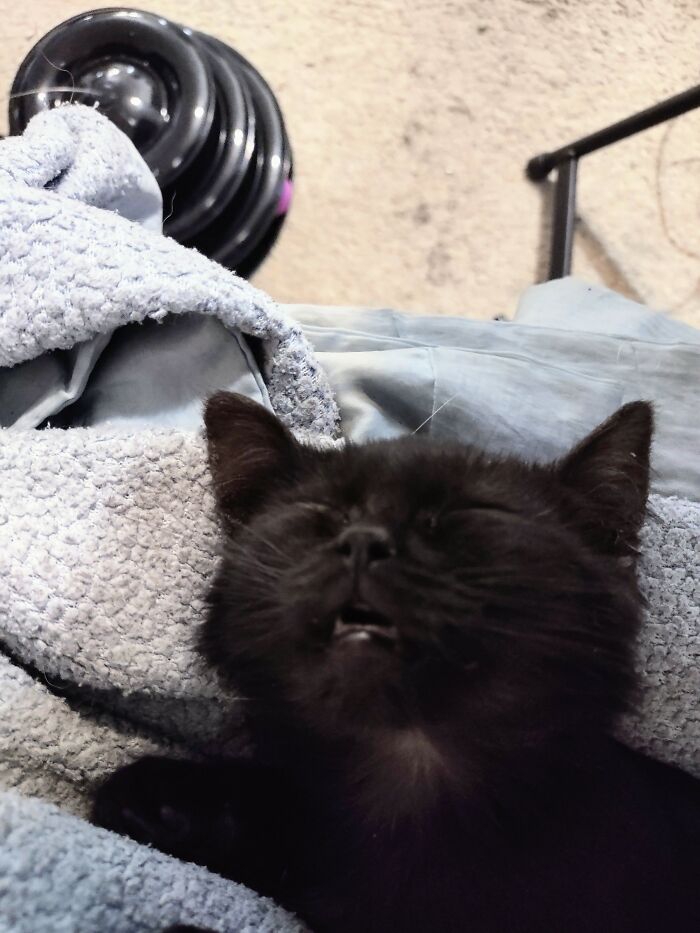 Kitten Sleep Starring Loki Charms