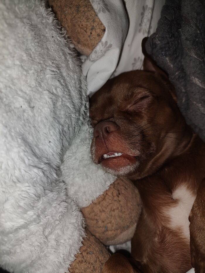 This Is Brownie. Brownie Loves Sleep And Cuddles