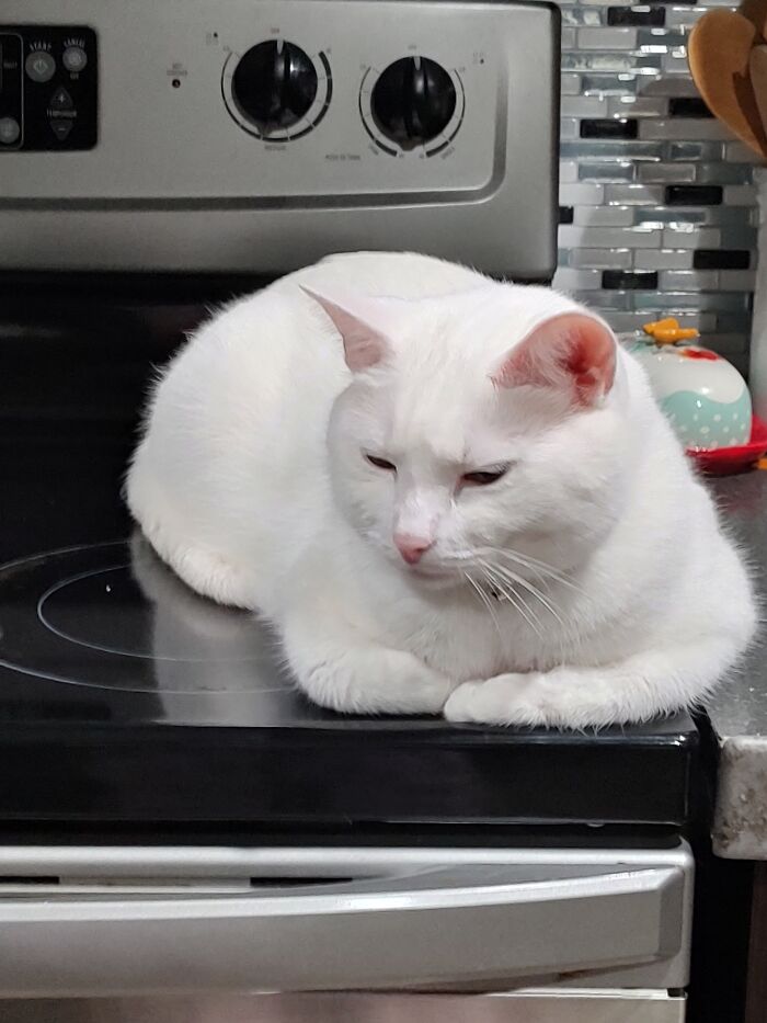 My Cat Isn't Allowed To Be On The Counter Or Stove. I Get Up In The Middle Of The Night To Get Some Food And See Snowball On The Stove Halfway Asleep. I Just Got My Food And Went Back To Sleep