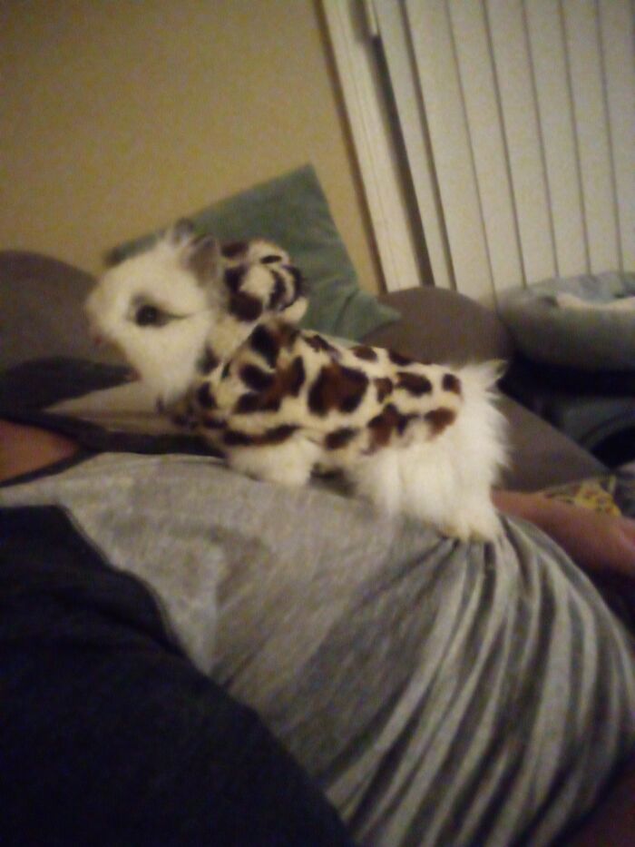 Im A Dutchess And Thats My Name! (Silent Bunny Scream)