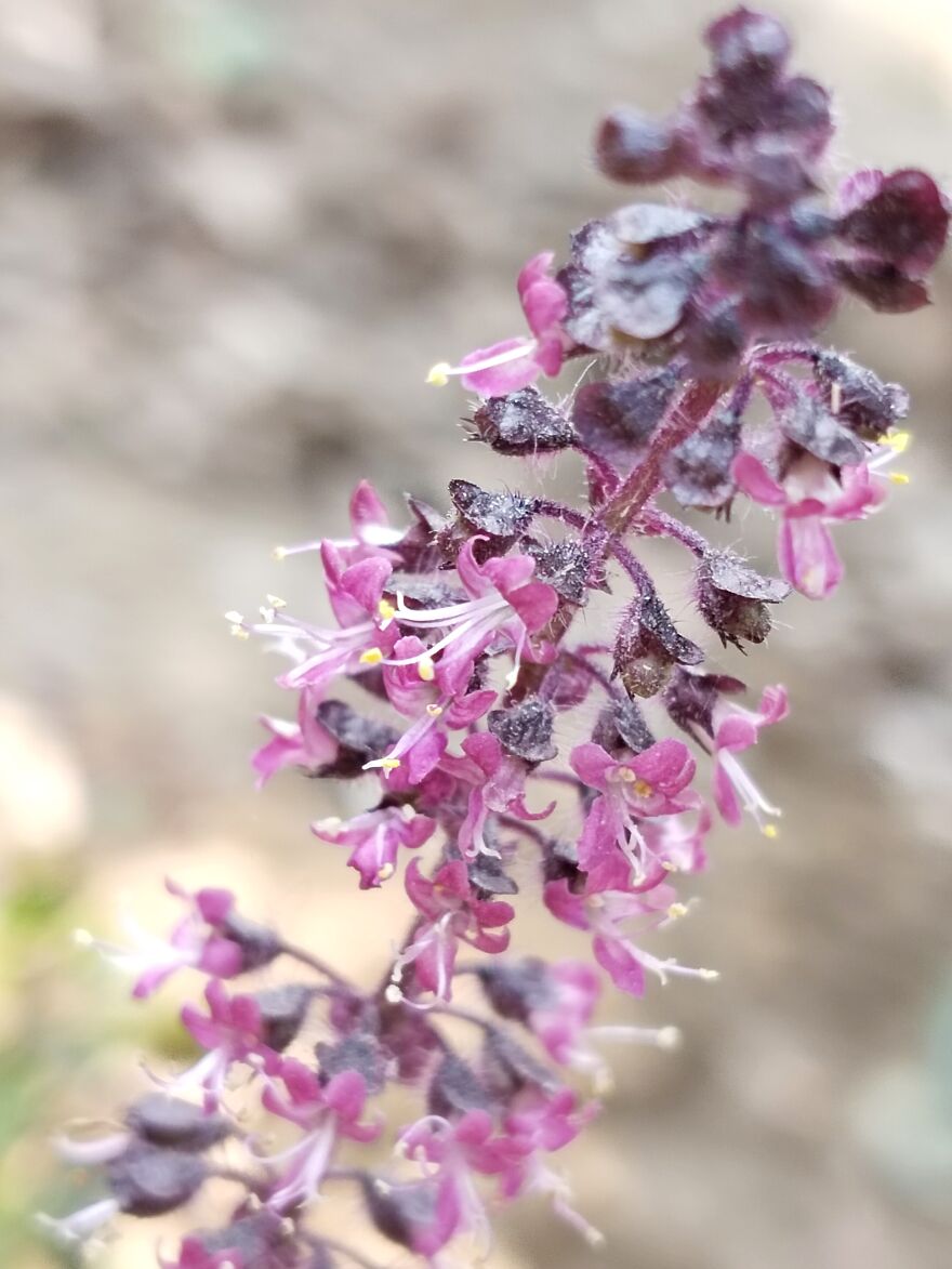 Holy Basil Flowers