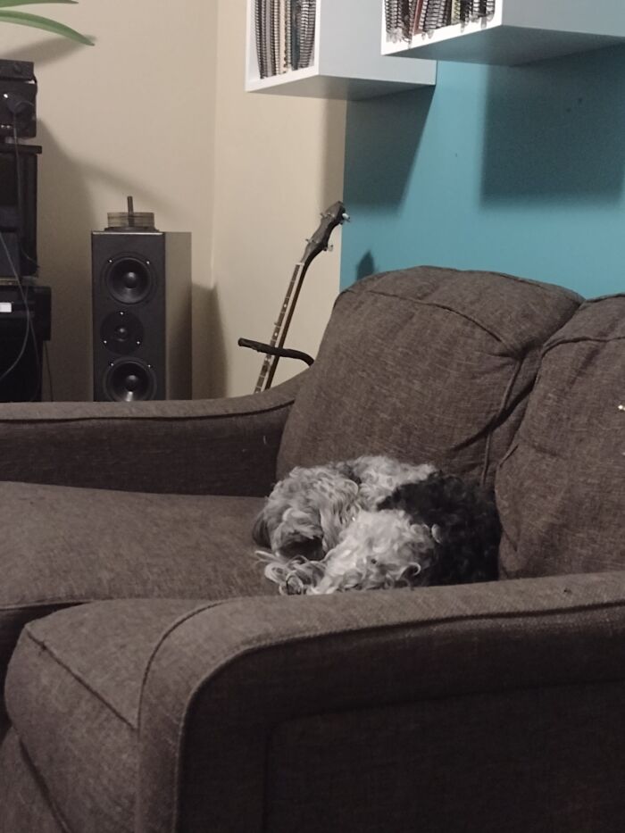 I Think I Just Found A Giant Furry Rollypolly