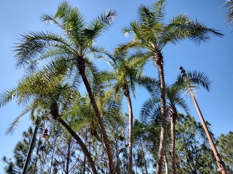 Palm Trees At Kidani Village