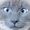 maryna-kittycat avatar
