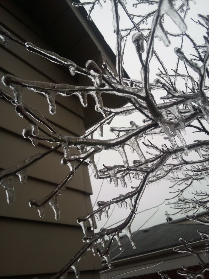 My Flowering Dogwood Tree Covered In Ice From The Ice Storm That Hit The Midwest (Mi) Last Week