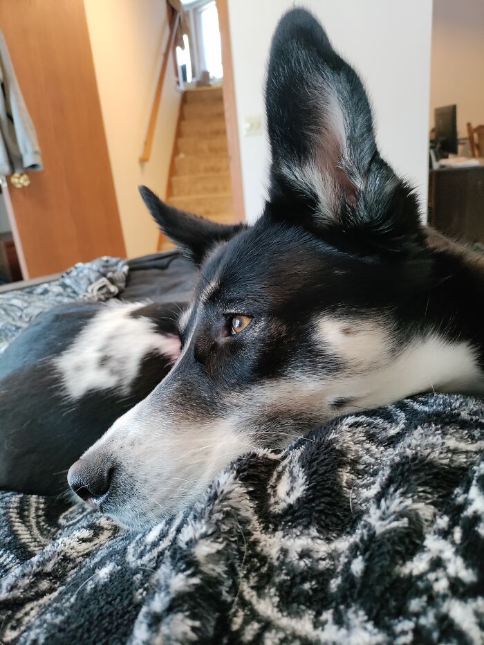 Our Rescue Dog Enjoying Life