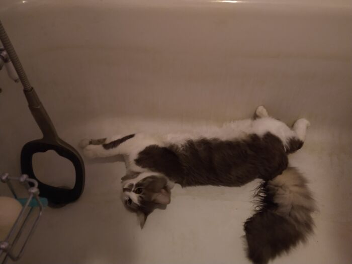 Bathtub Kitty!