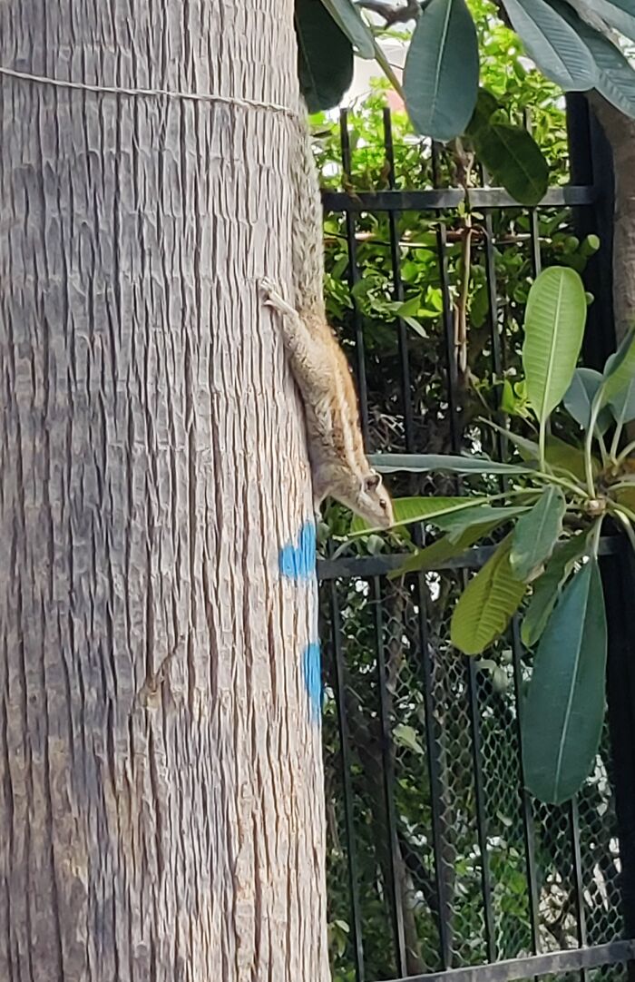 Squirrel Spying While I Was Having Coffee