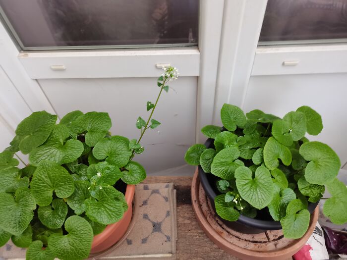 My Wasabi Are Blooming!