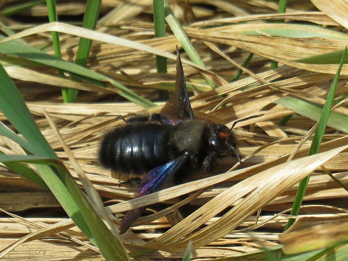 This Fluffy, Very Big, Wonderful Bumblebee That Has Just Woken Up From Its Winter Sleep..😊