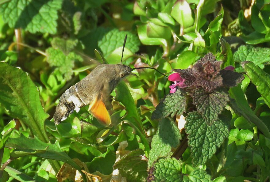 Spring Is Coming, The Hummingbird Moth Has Woken Up 🥰