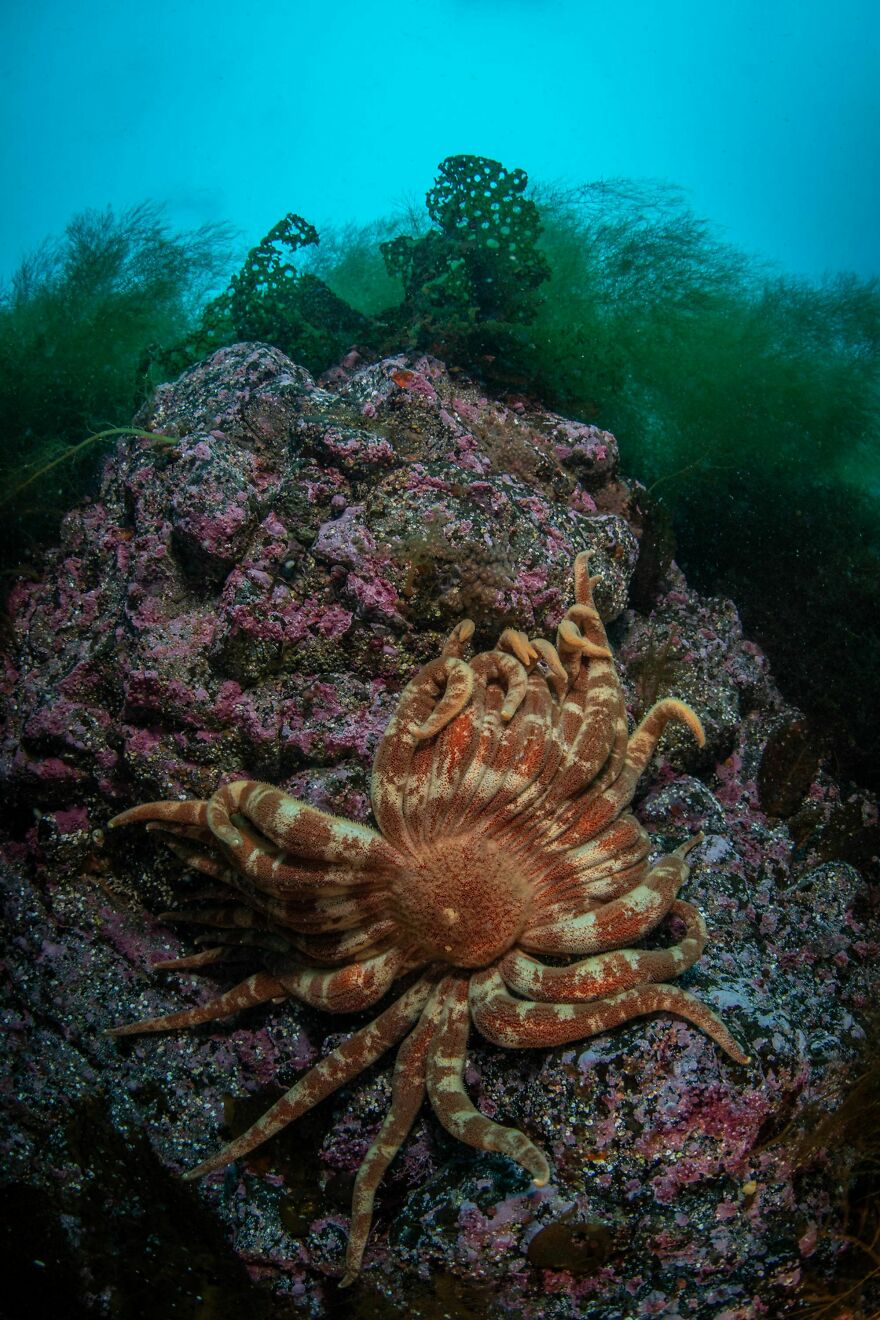 I Traveled To Moneron, A Small Volcanic Island Untouched By Man (10 Pics) I Traveled To Moneron, A Small Volcanic Island Untouched By Man (10 Pics)