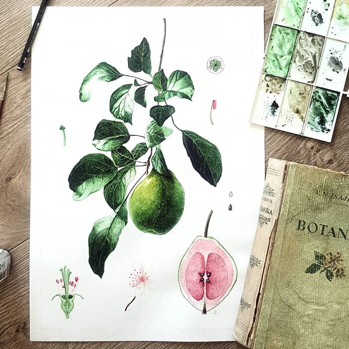 Lithuanian Guava