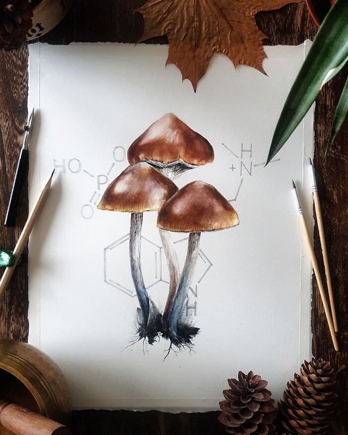 Psilocybe Subaeruginosa