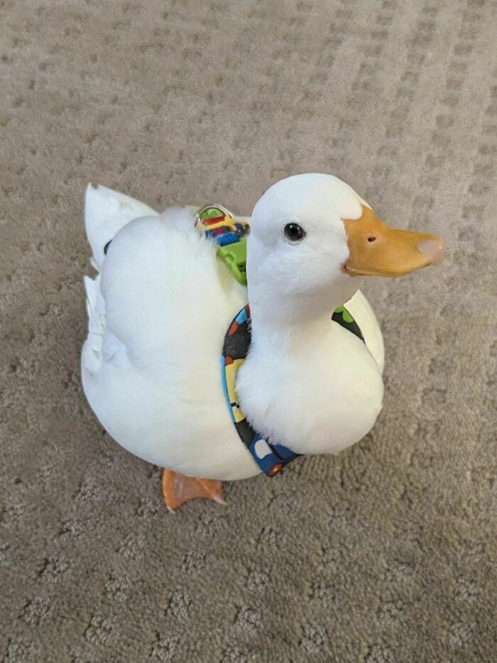 My Houseduck Wobbles