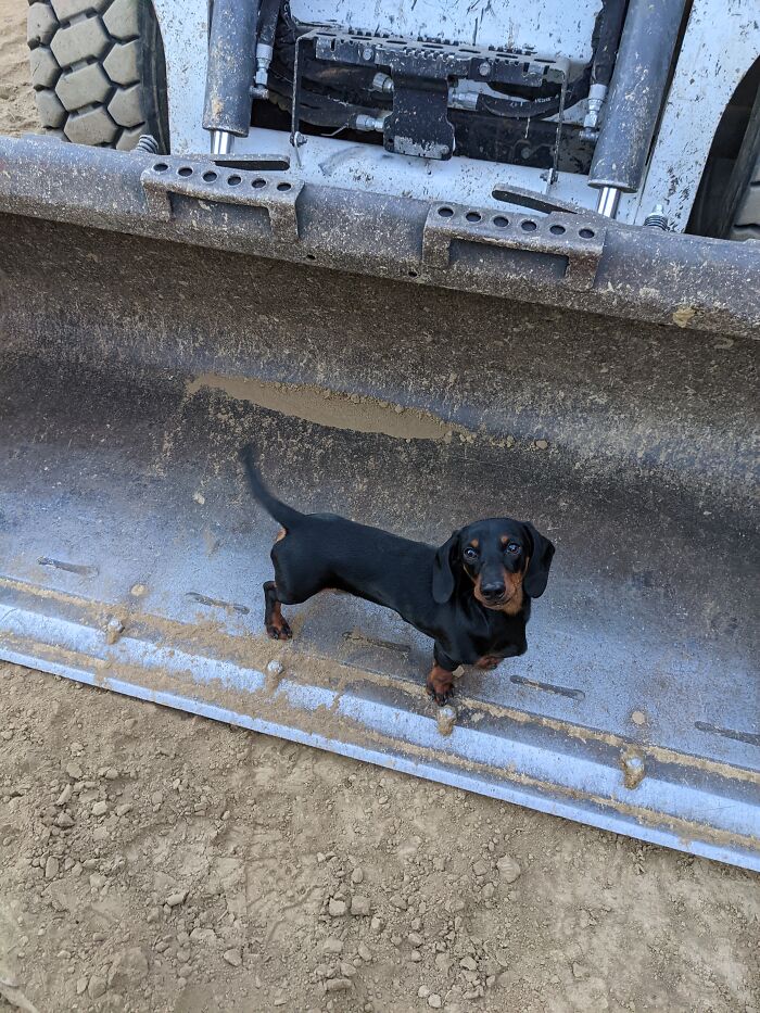 Little Dog Loves Big Machines!