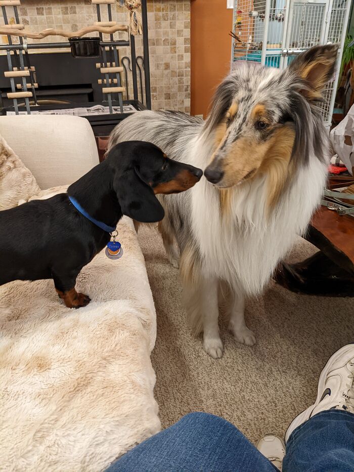 Cooper And Cal Meeting For First Time