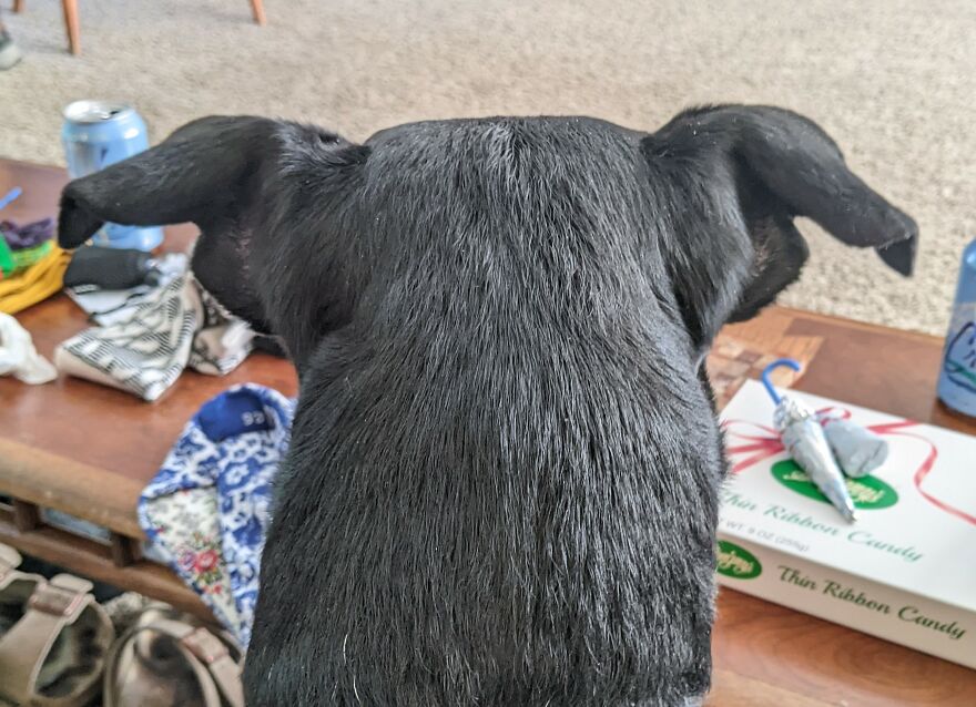 My Dogs Head Looks Like A Chicken