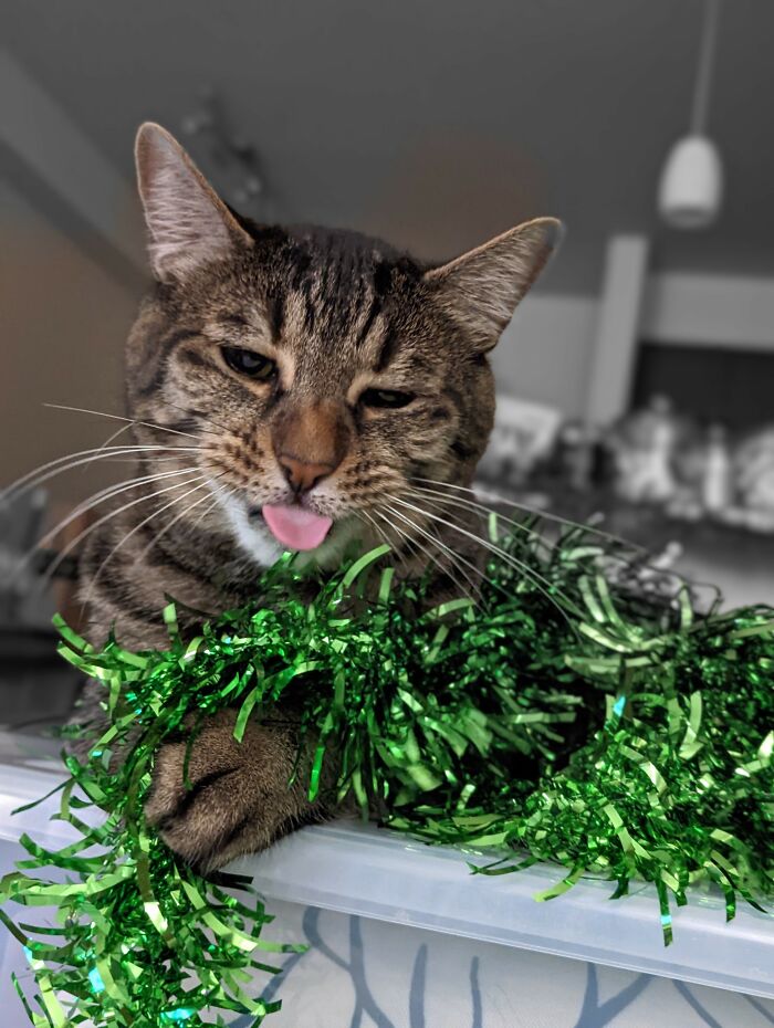 Can't Leave Any Christmas Decorations Unattended!