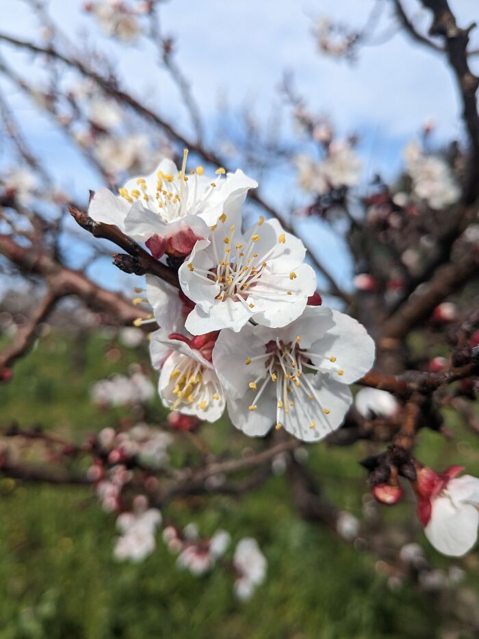 Cherry Blossoms 🌸