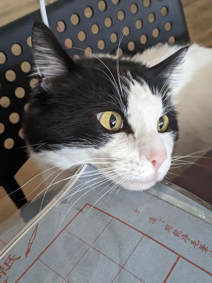 My Cat Rubbing His Face Against Plastic For Fun