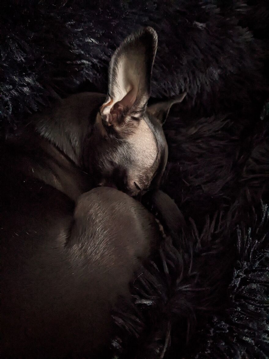 Warm And Cozy After Her Experience In The Snow. This Picture Reminds Me Of A Fawn Sleeping