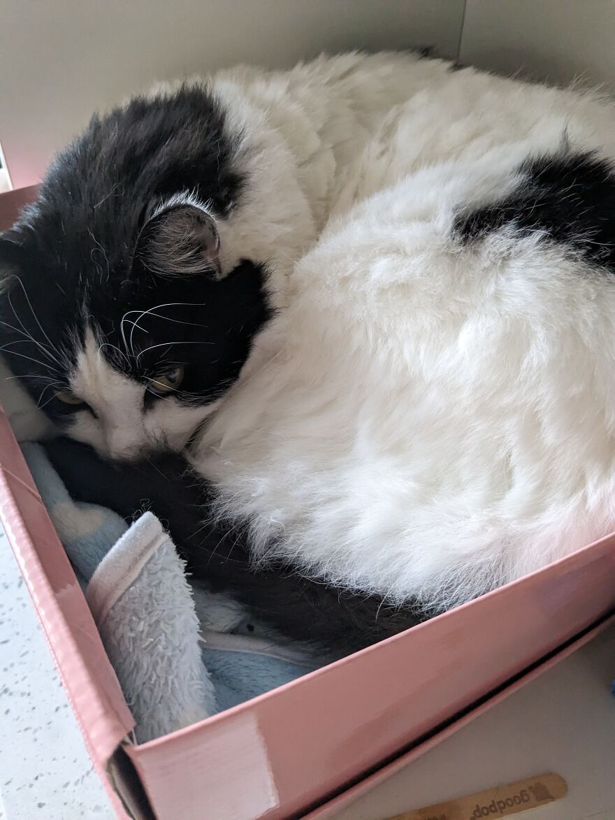 Cat Trap Used. Very Effective