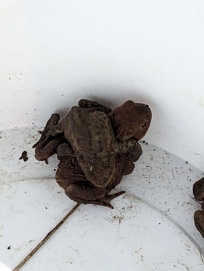 Toads On Their Way To Make Some Babies (Escorted Over The Busy Road By My Toad Patrol Crew)