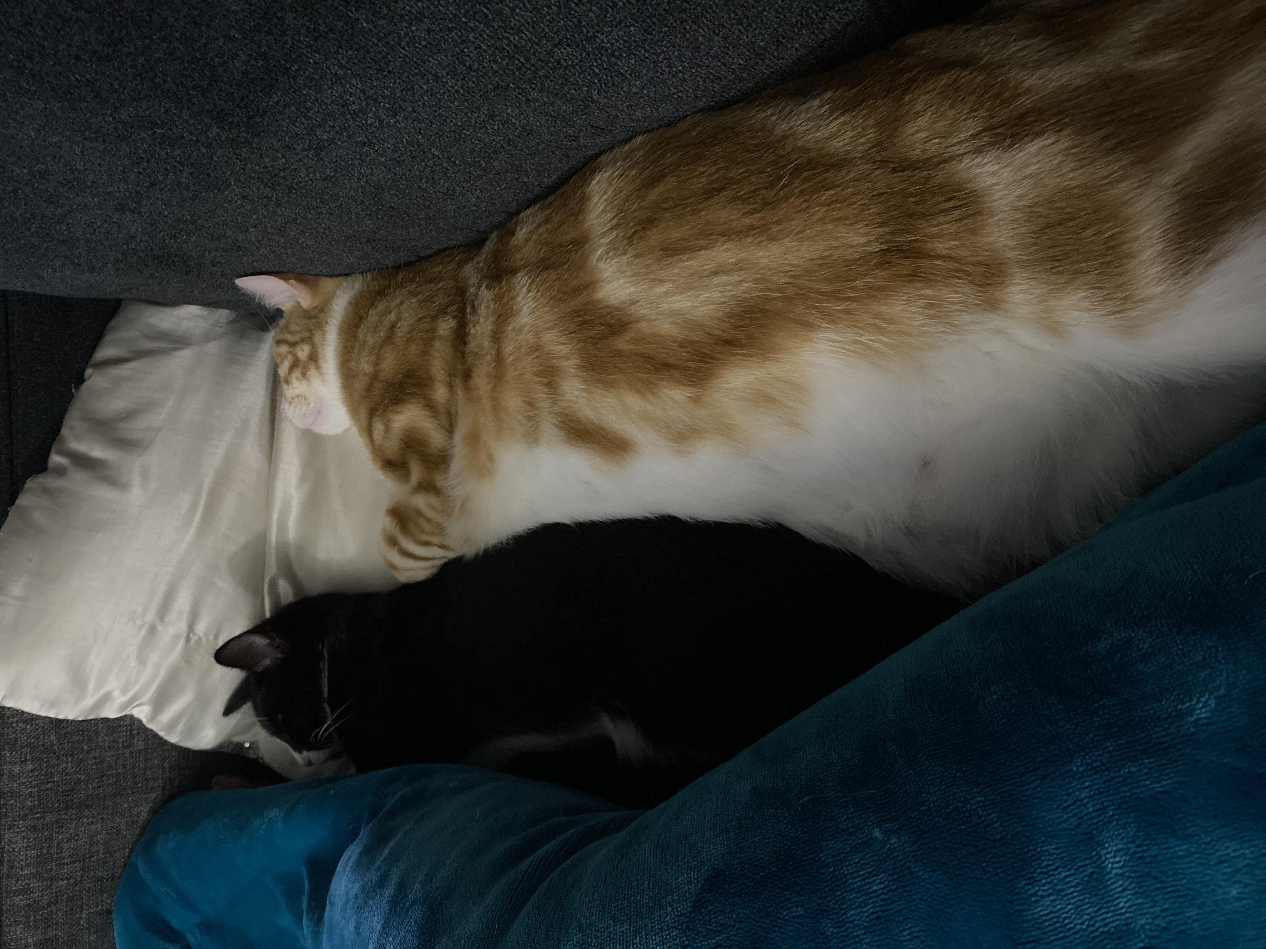 Post A Picture Of Your Pet Sleeping