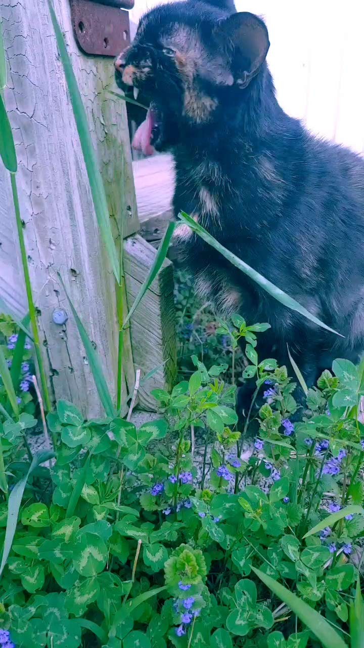 Post An Unflattering Picture Of Your Pet